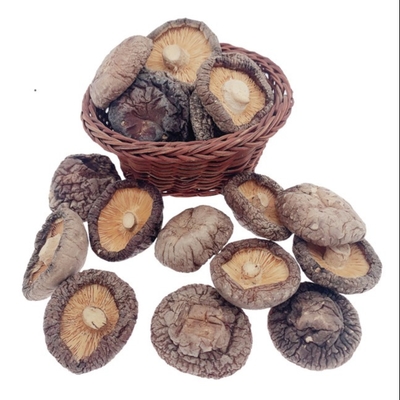 Coklat Khas Lezat Jamur Shiitake Kering Budidaya Cubensis 4cm